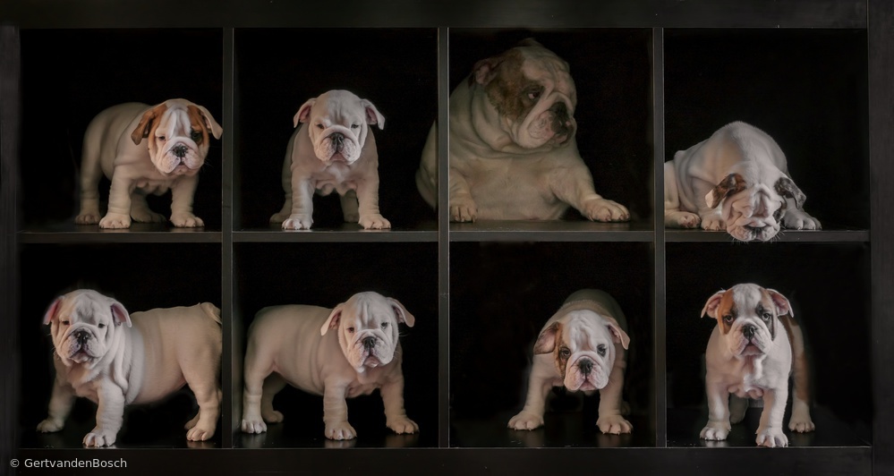 Boxed! von Gert van den Bosch