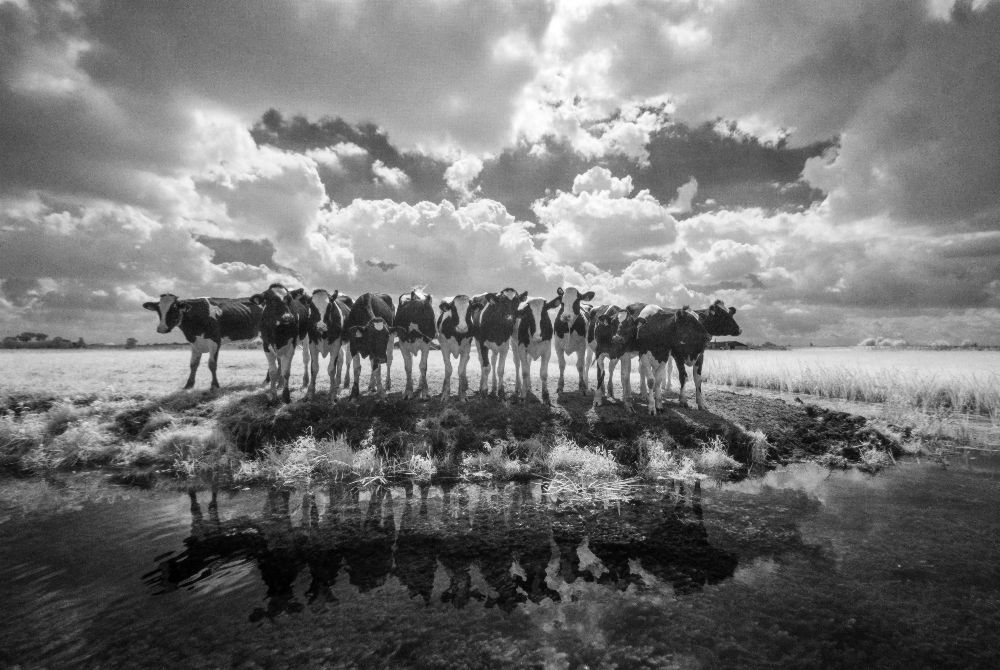 Hallo von Gert Van den