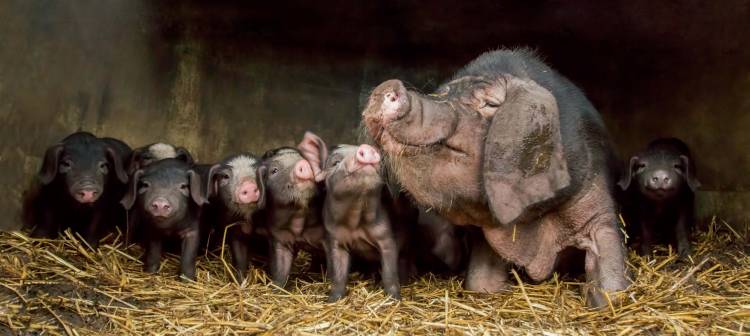 The wrinkled ones von Gert Van den