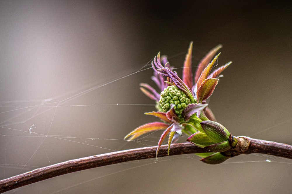 The net of spring von Gianluigi Festini