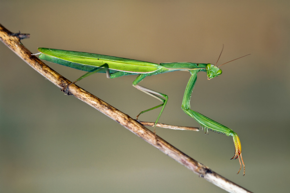 Happy Mantis von Gianni Basaglia