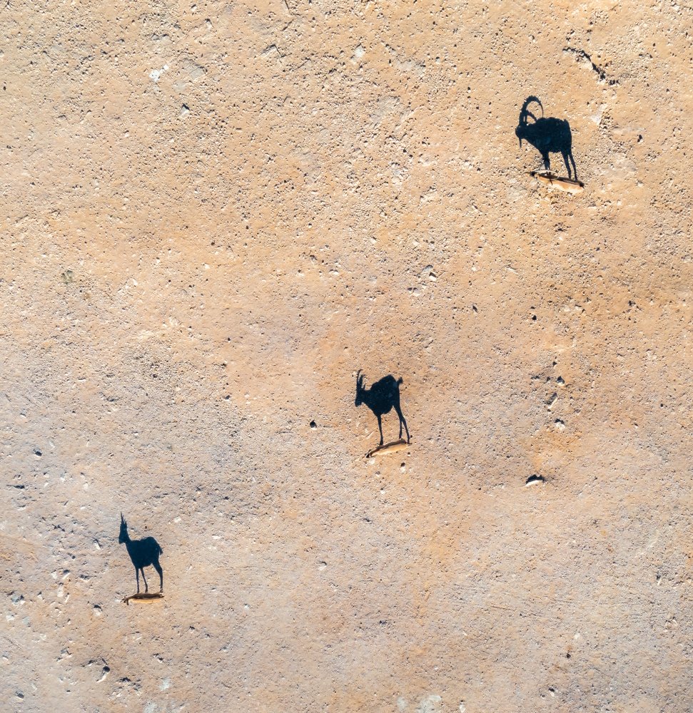 Shadow family von Gilad Topaz