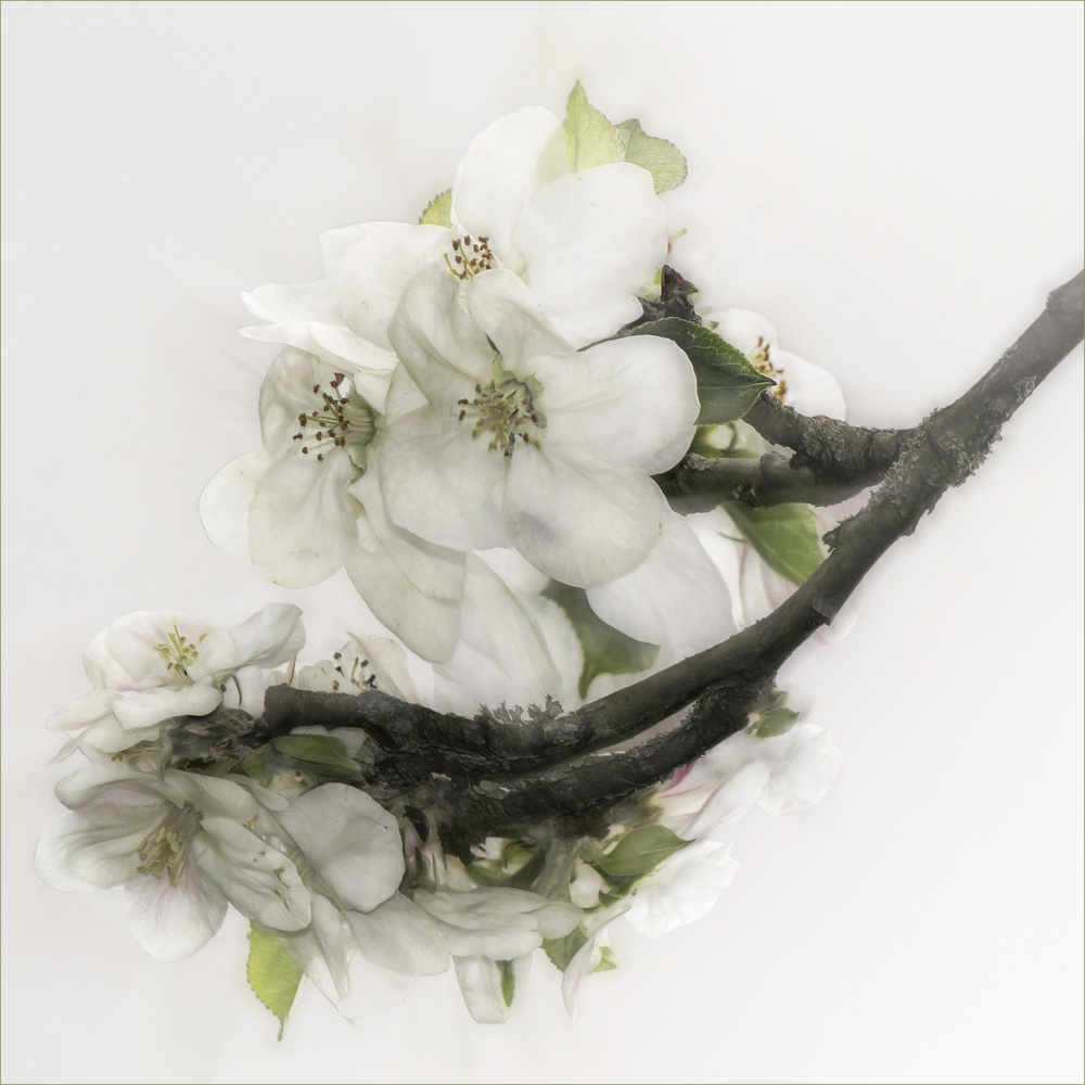 Gracefulness von Gilbert Claes