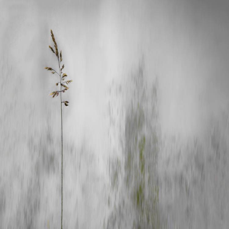 blade of grass von Gilbert Claes