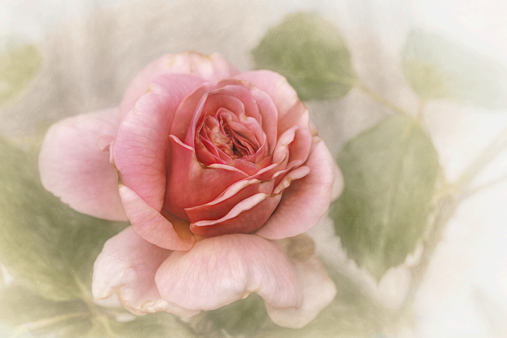 smooth rose von Gilbert Claes