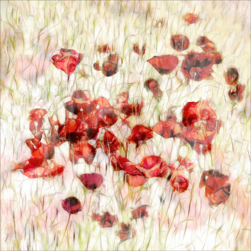 Queens of free nature von Gilbert Claes