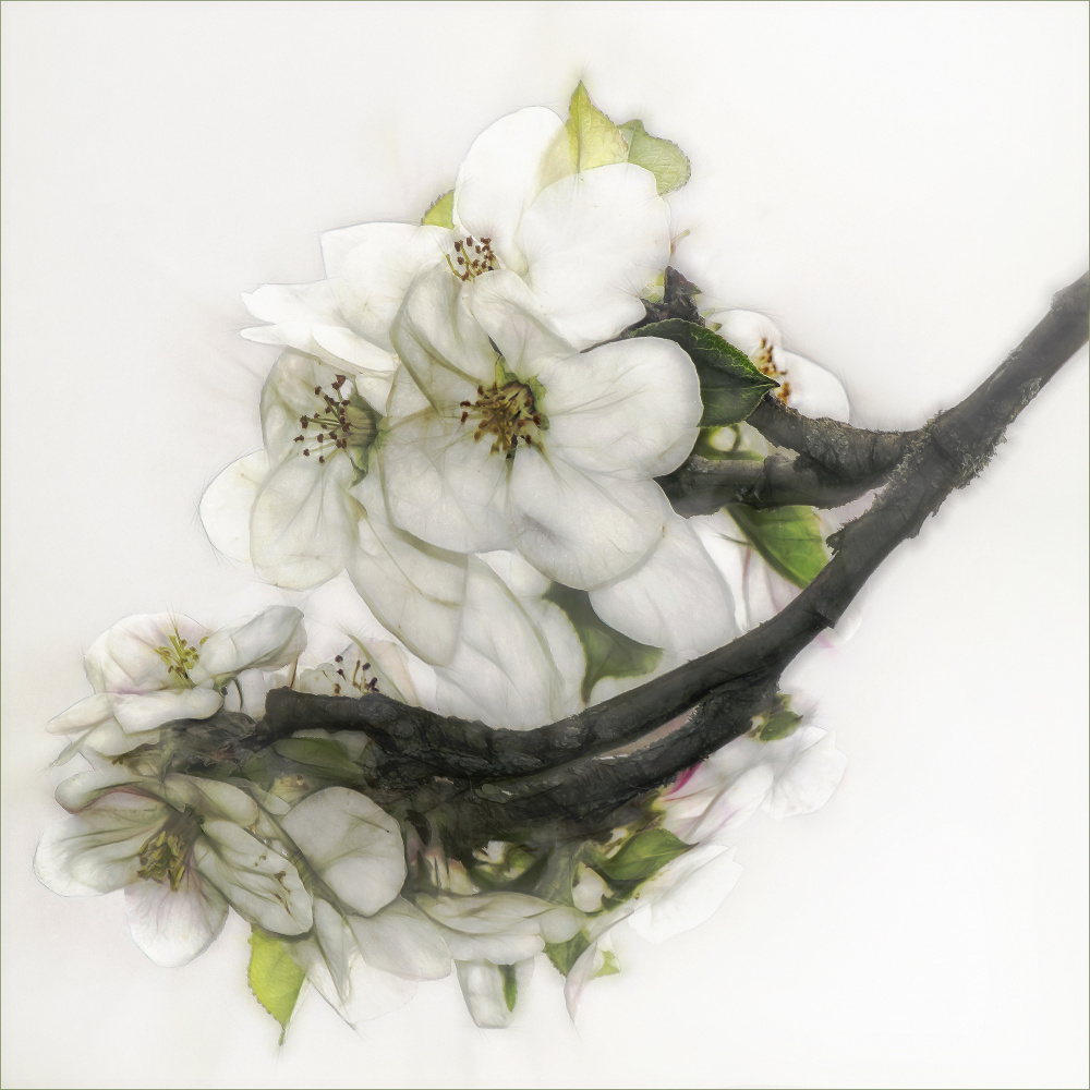 Ornate blossom von Gilbert Claes