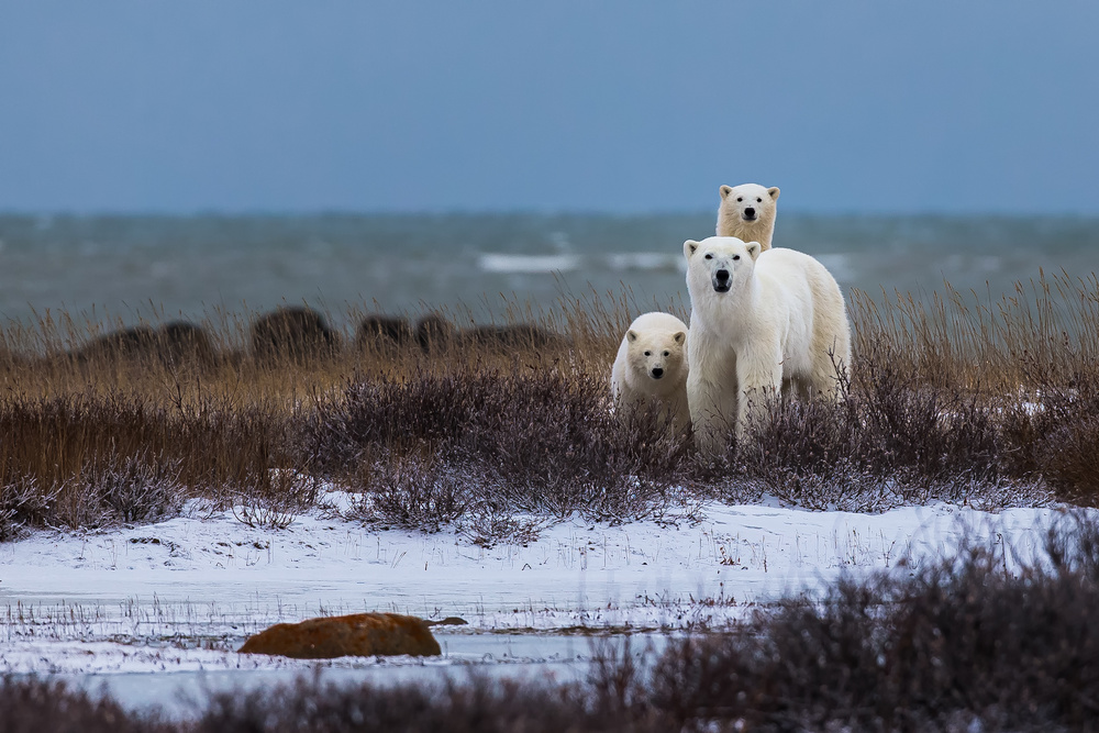 Mother bear with cubs, Hudson bay in the background von Giorgio Disaro