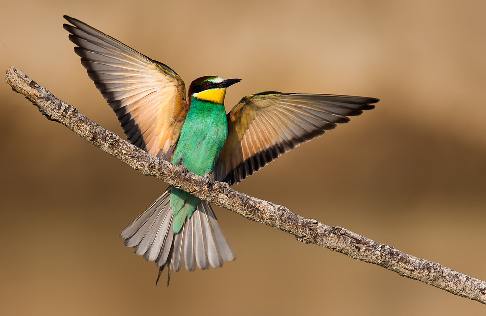Bee-eater von Giorgio Disaro