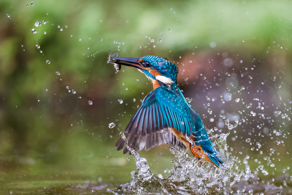 Kingfisher whit prey von Giorgio Disaro