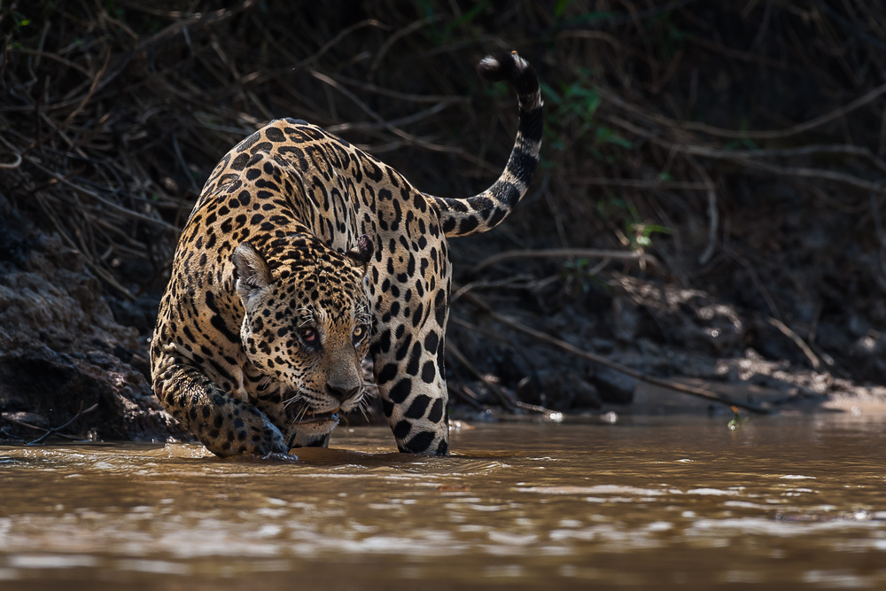 Jaguar king of Pantanal2 von Giorgio Disaro