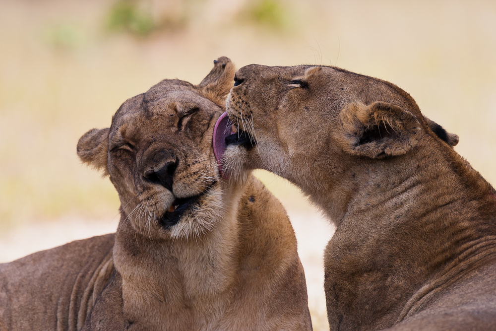 Sisters von Giorgio Disaro