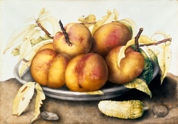 G.Garzoni / Plate of peaches. von Giovanna Garzoni
