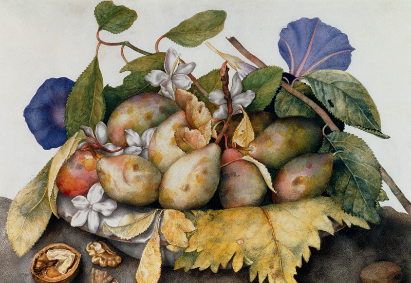 Still life with Plums, Walnuts and Jasmine  on von Giovanna Garzoni
