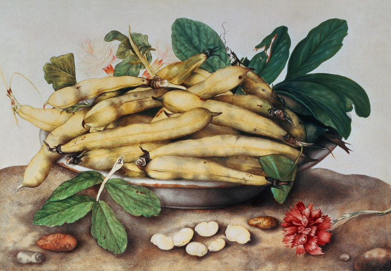Still Life with Broad Bean Pods (w/c on parchment) von Giovanna Garzoni