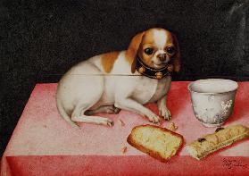little dog wit scraps of bread