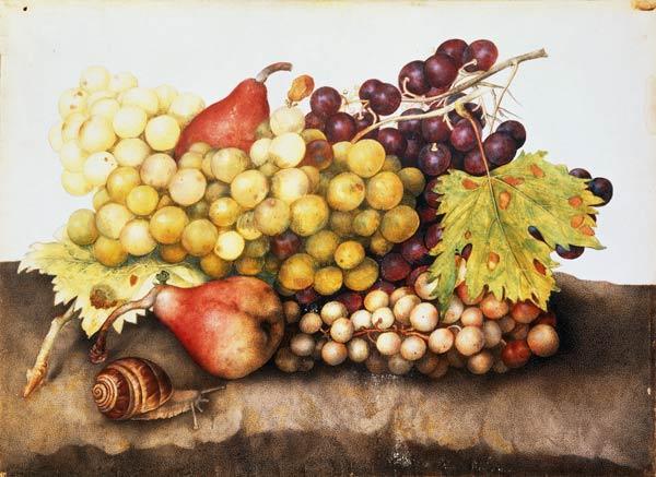 Still life with grapes.