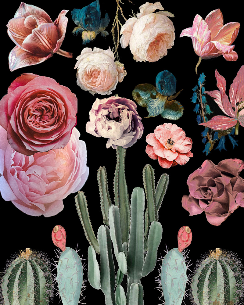 Cacti Floral Blooms Botanical von giovanna nicolo