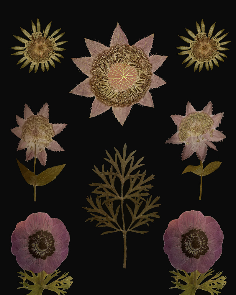 Purple Garden.png von giovanna nicolo