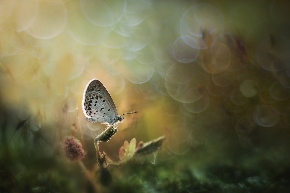 Harmony von Girdan Nasution