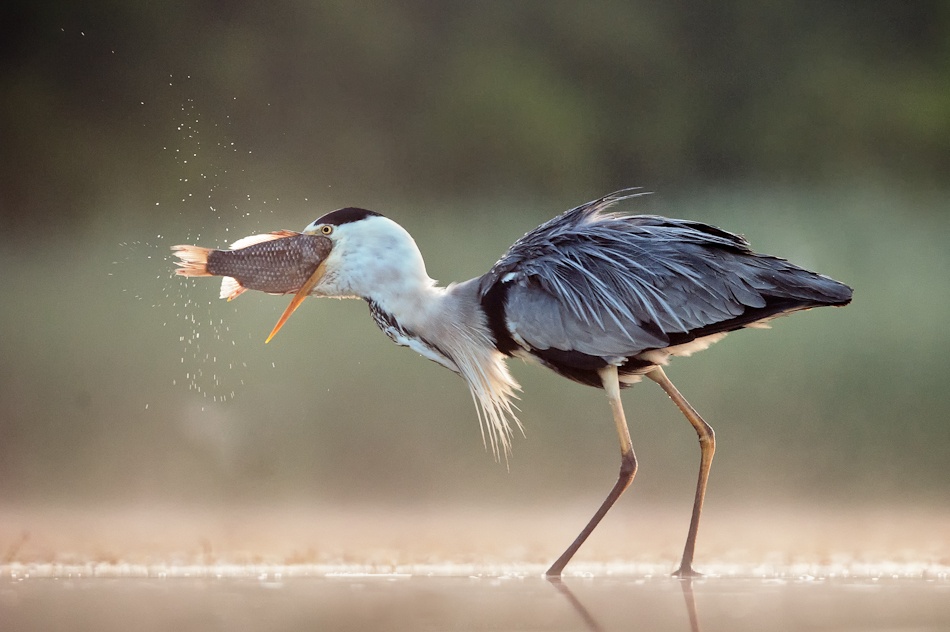 Can somebody help me??? von Giulio Zanni