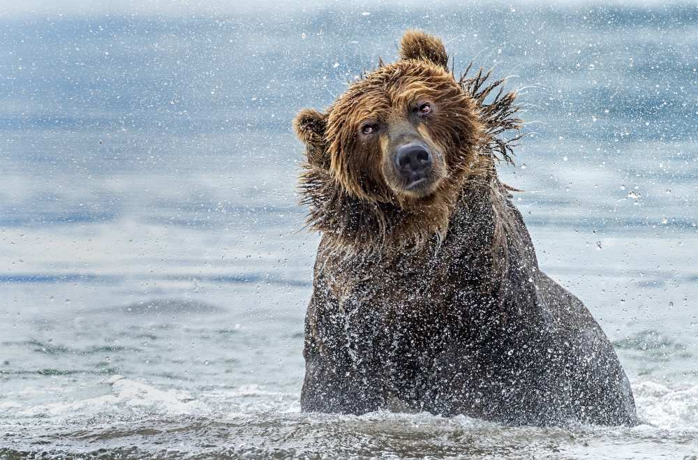Shaking - Kamchatka, Russia von Giuseppe D 'Amico
