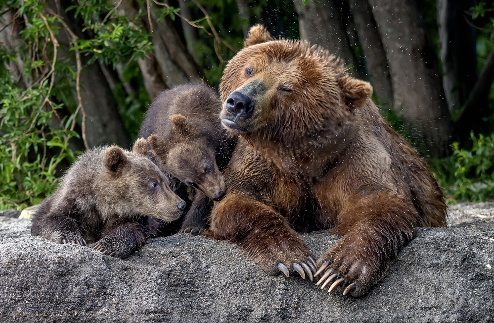Mothers bear shaking von Giuseppe DAmico