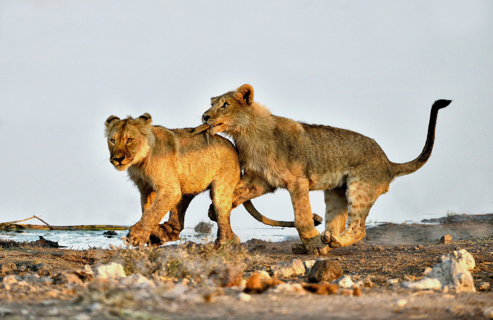 The bite von Giuseppe DAmico