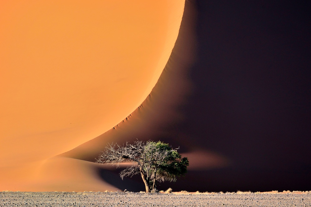 The dune and the tree von Giuseppe DAmico