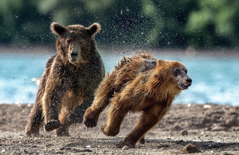 The escape von Giuseppe DAmico