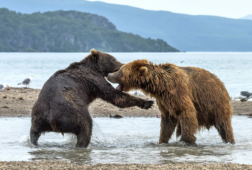 Discussions von Giuseppe DAmico
