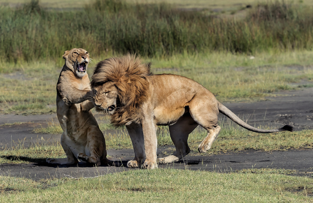 Him and her von Giuseppe DAmico