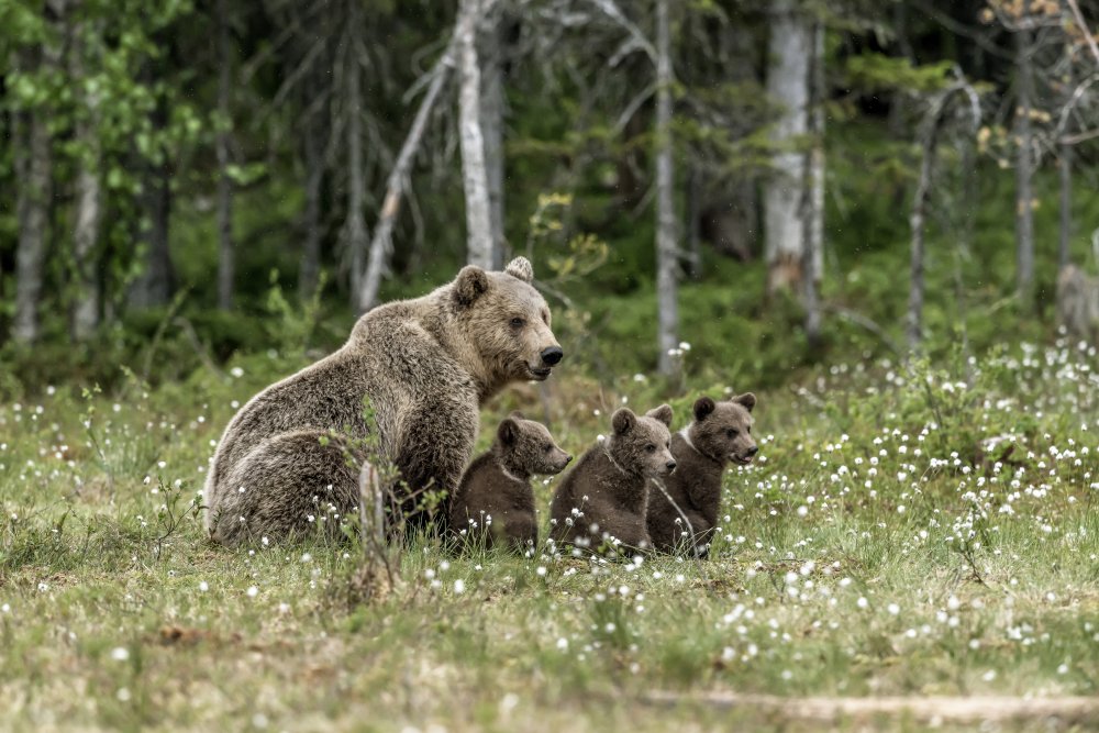 Family bears von Giuseppe DAmico