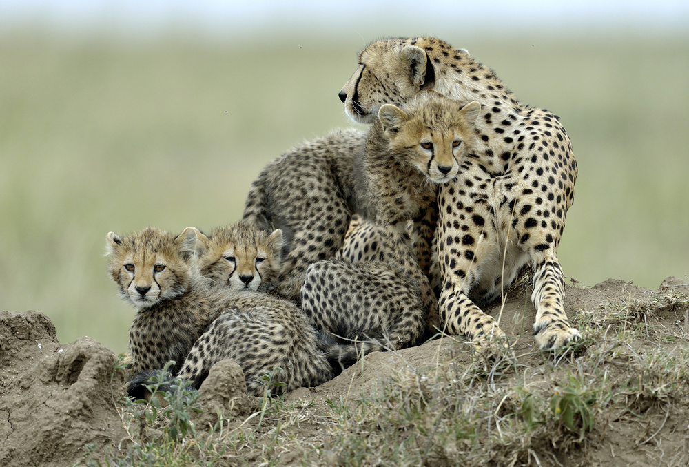 Cheetah von Giuseppe DAmico