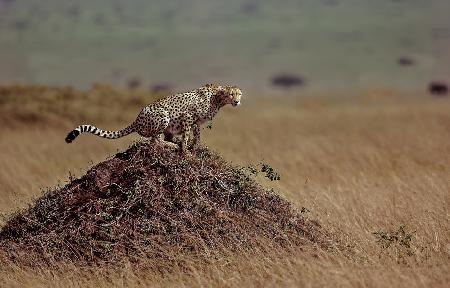 Cheetah