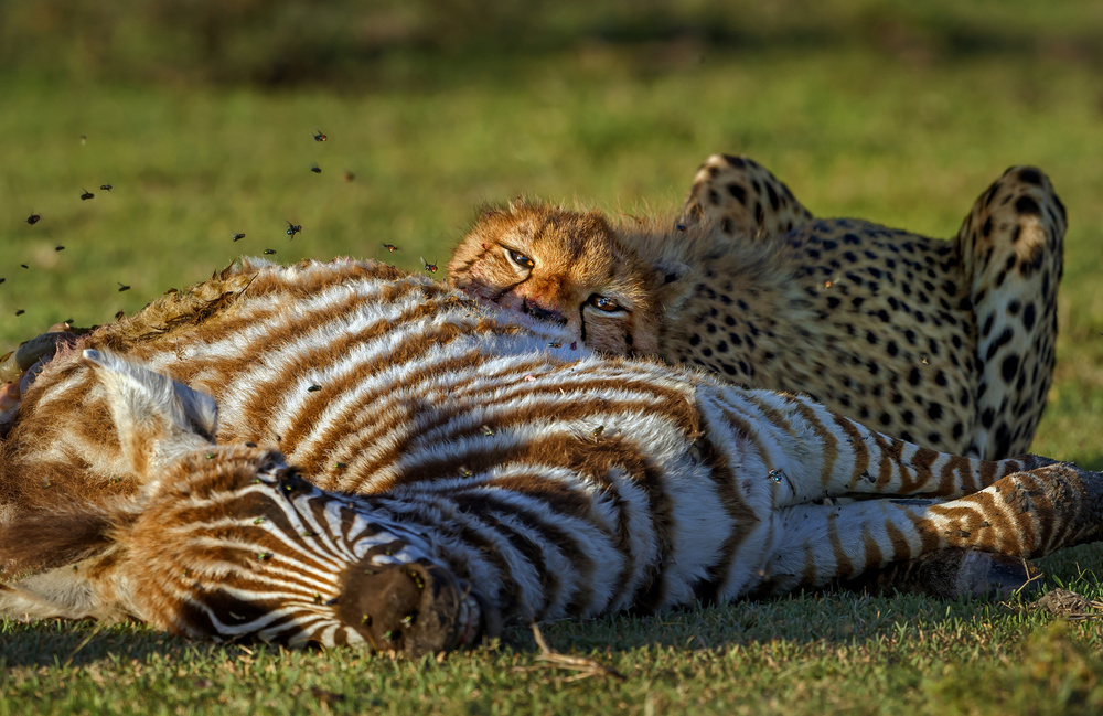 Hunting von Giuseppe DAmico