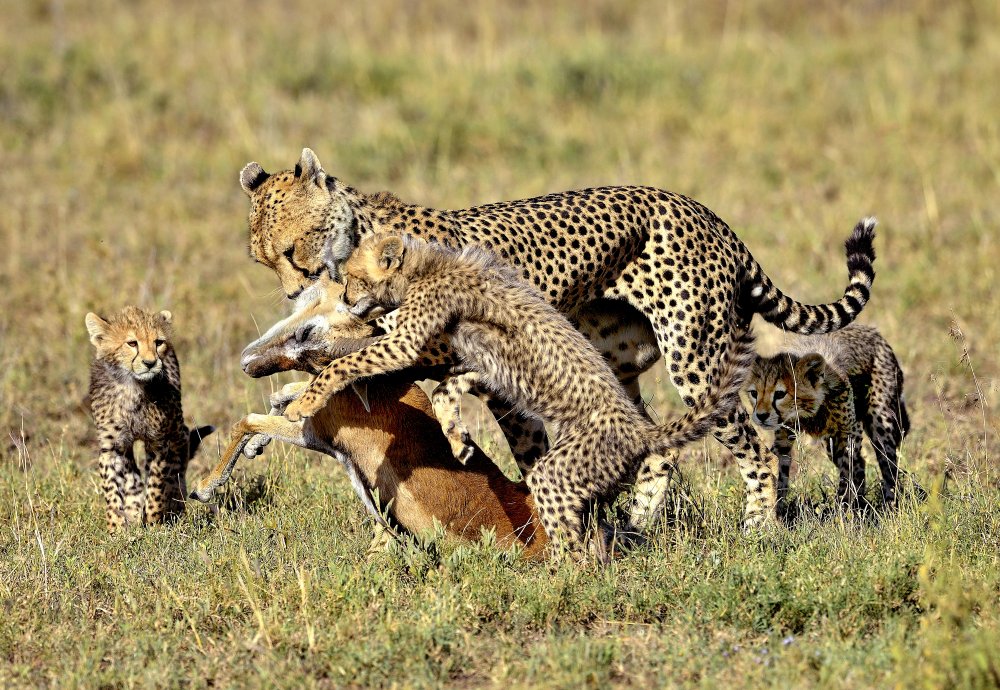 Hunting von Giuseppe DAmico