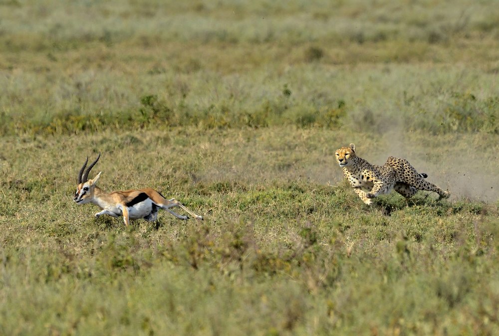 Hunting von Giuseppe DAmico