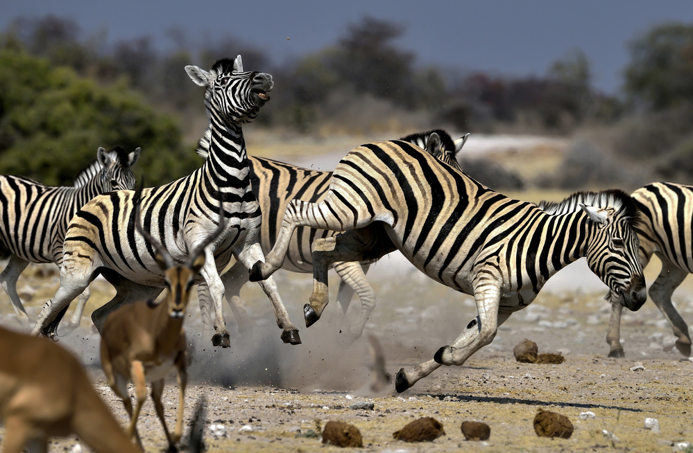 Conflict von Giuseppe DAmico