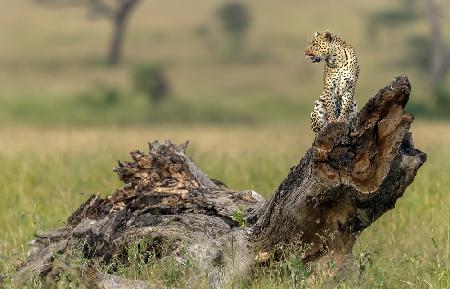 Leopard - Serengeti, Tanzania