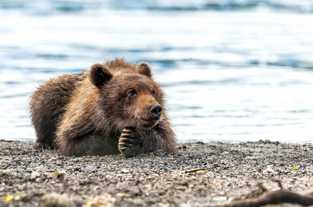 Meditation von Giuseppe DAmico