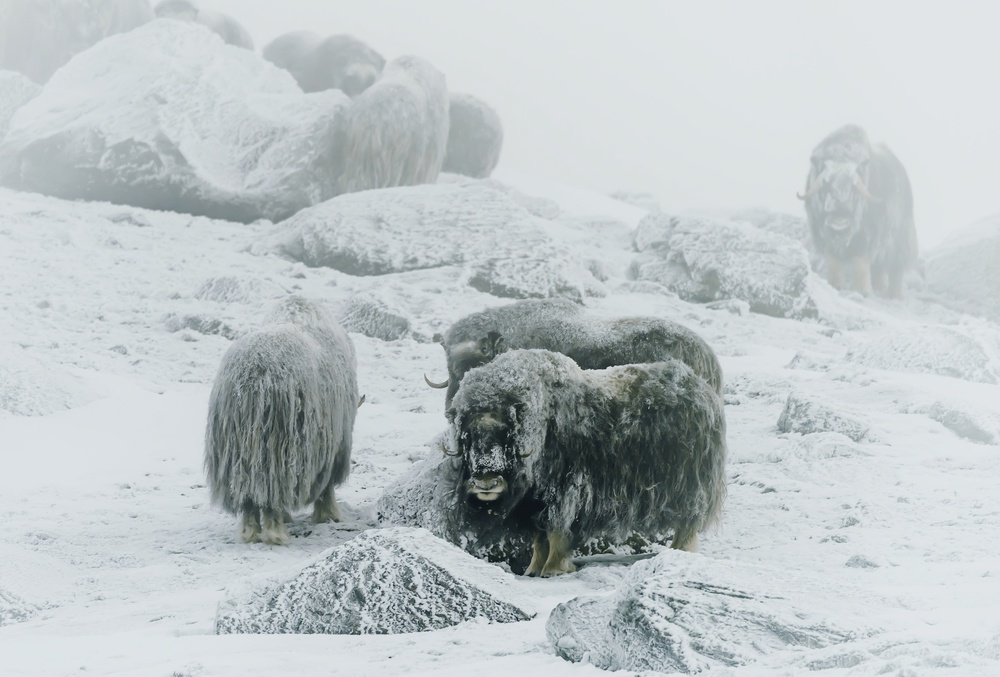 Musk ox, between the fog and frost von Giuseppe DAmico