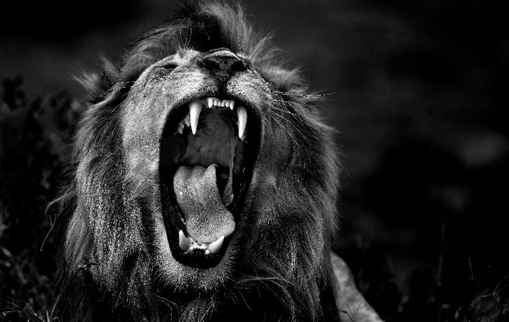 Ohne Titel von Giuseppe DAmico