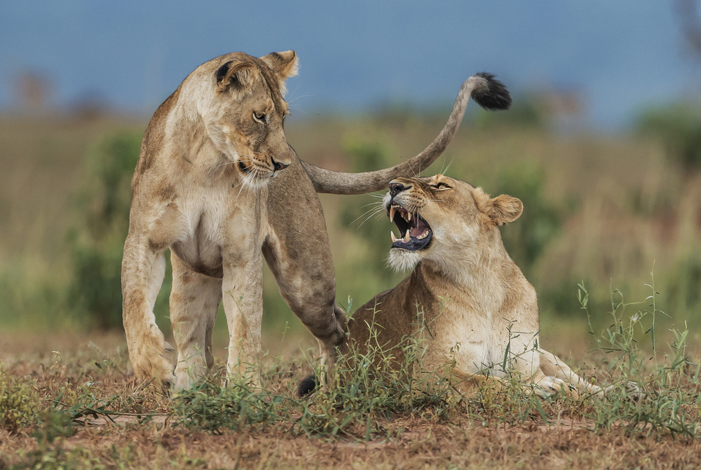 Sisters von Giuseppe DAmico