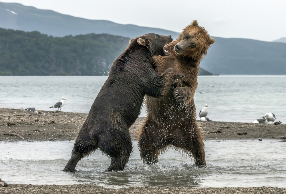 Quarrels von Giuseppe DAmico