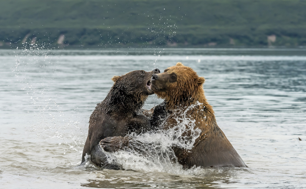 Quarrelsome friends von Giuseppe DAmico