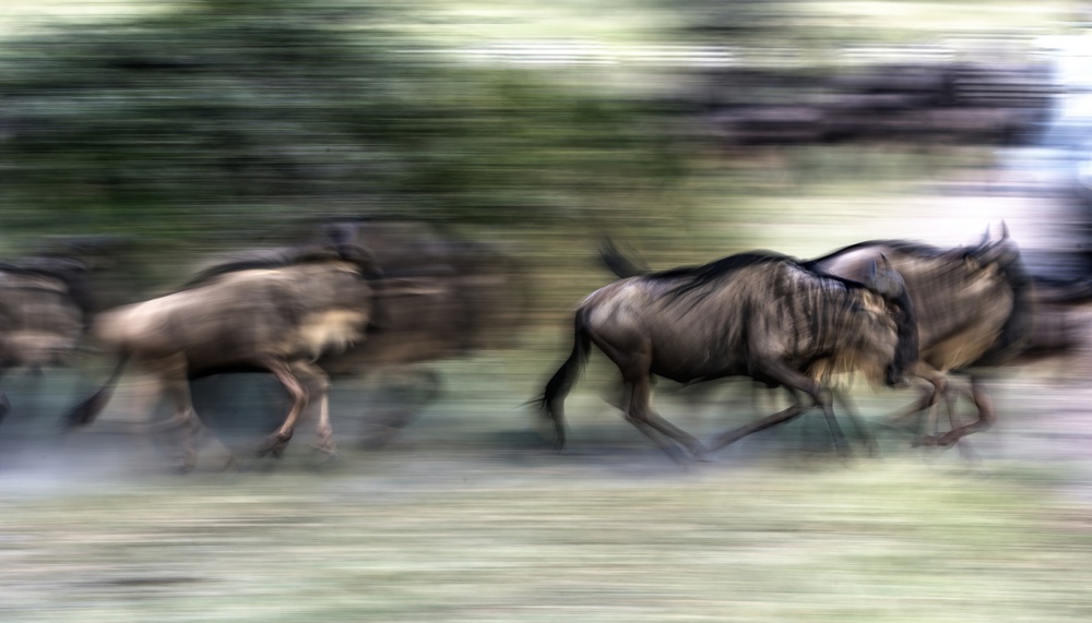 Great migration von Giuseppe DAmico