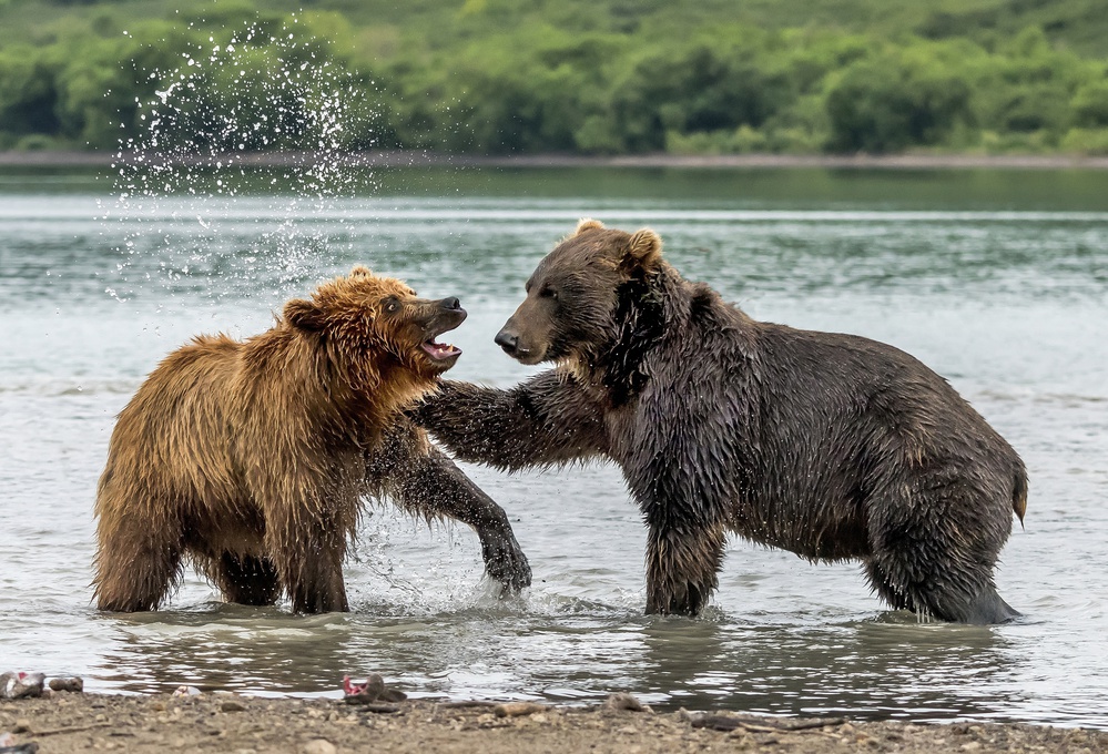 Match von Giuseppe DAmico