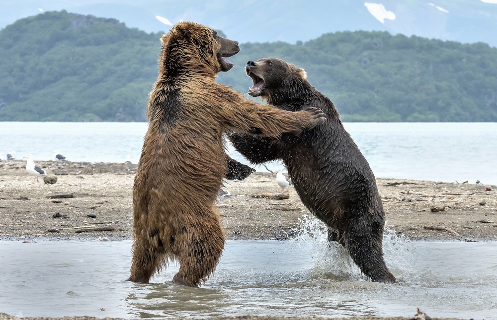 Match von Giuseppe DAmico