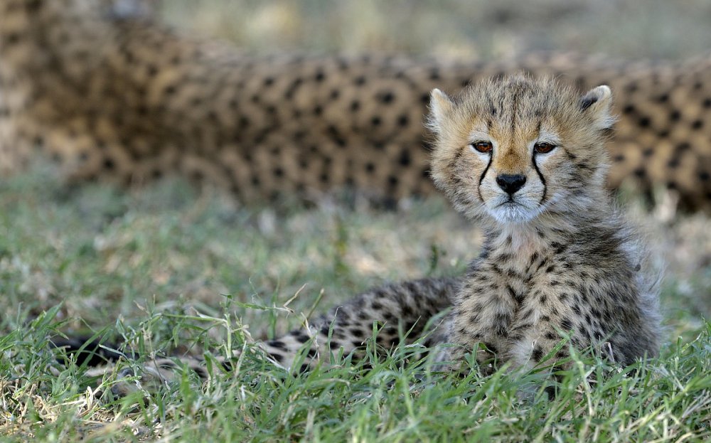 Puppie von Giuseppe DAmico